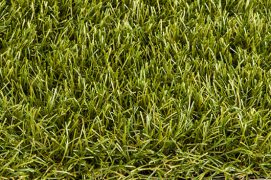 Royal Grass Sense